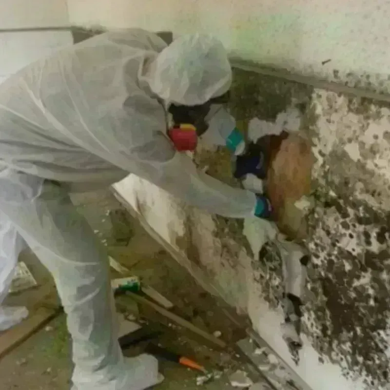 Mold Remediation and Removal in Forest County, WI